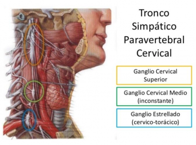 ganglio cervical medio